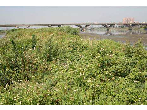 An Empty Terrain in the Danshui River,Taipei