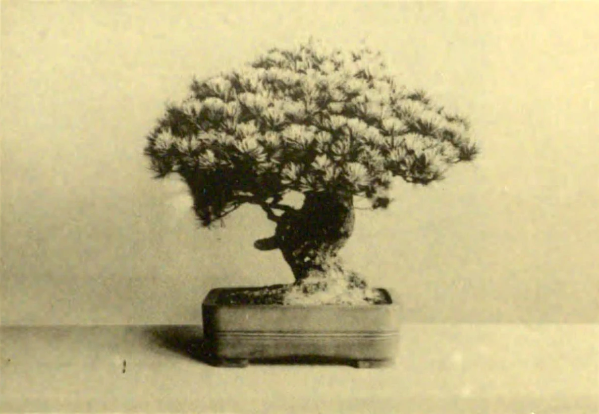 Bonsai "Tokugawa Iemitsu no Matsu," presented to the Imperial Palace by Ito Miyoji, 1938.  Photo: Shintei Kai (晨亭会).-圖片