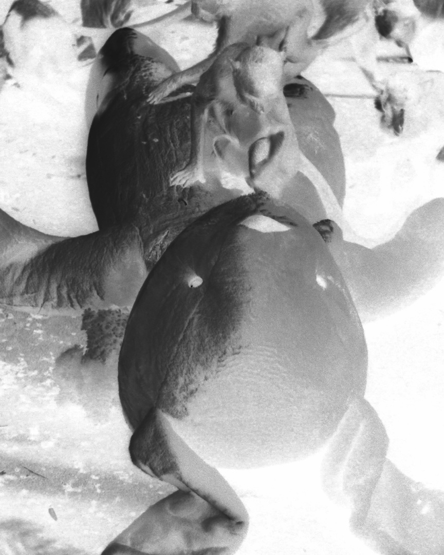 寇拉克里・阿讓諾度才-image