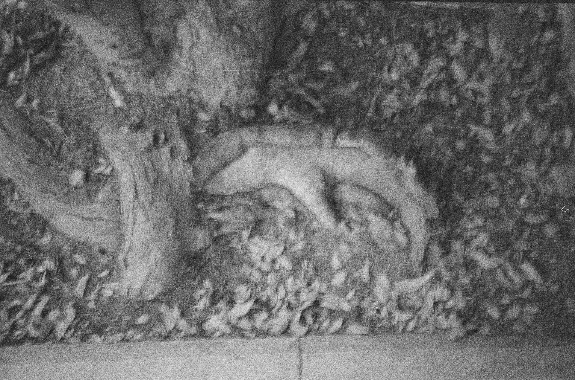 穆罕默德・阿法拉傑-image